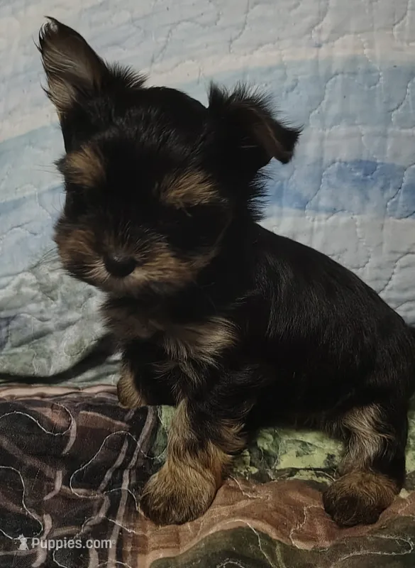 Disco – Yorkshire Terrier puppy for sale in Lincolnton, NC