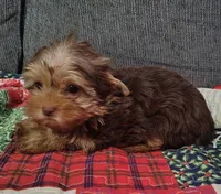 Bucky, a male Mini Yorkshire Aussie for sale in Lincolnton, NC – Photo 2 of 3