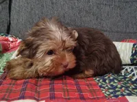 Bucky, a male Mini Yorkshire Aussie for sale in Lincolnton, NC – Photo 3 of 3