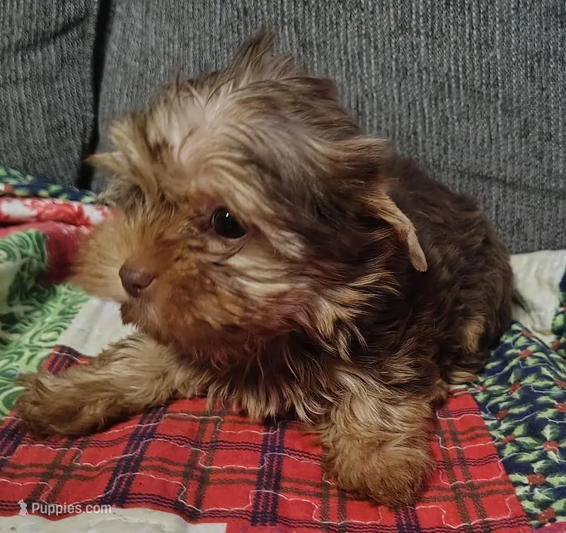 Bucky – Mini Yorkshire Aussie puppy on hold in Lincolnton, NC