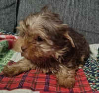 Bucky, a male Mini Yorkshire Aussie for sale in Lincolnton, NC – Photo 1 of 3