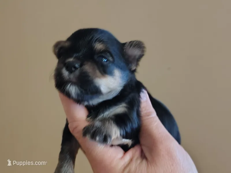 Cameron  – Yorkshire Terrier puppy for sale in Lincolnton, NC