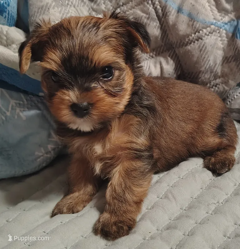 Kayden  – Yorkshire Terrier puppy for sale in Lincolnton, NC
