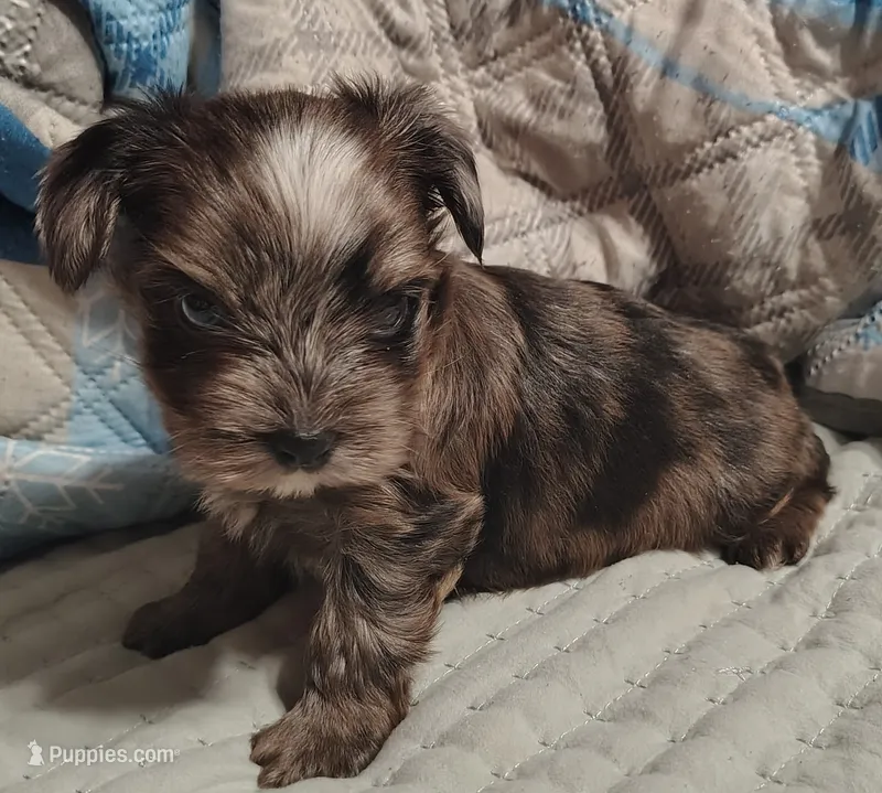 Camden  – Yorkshire Terrier puppy for sale in Lincolnton, NC
