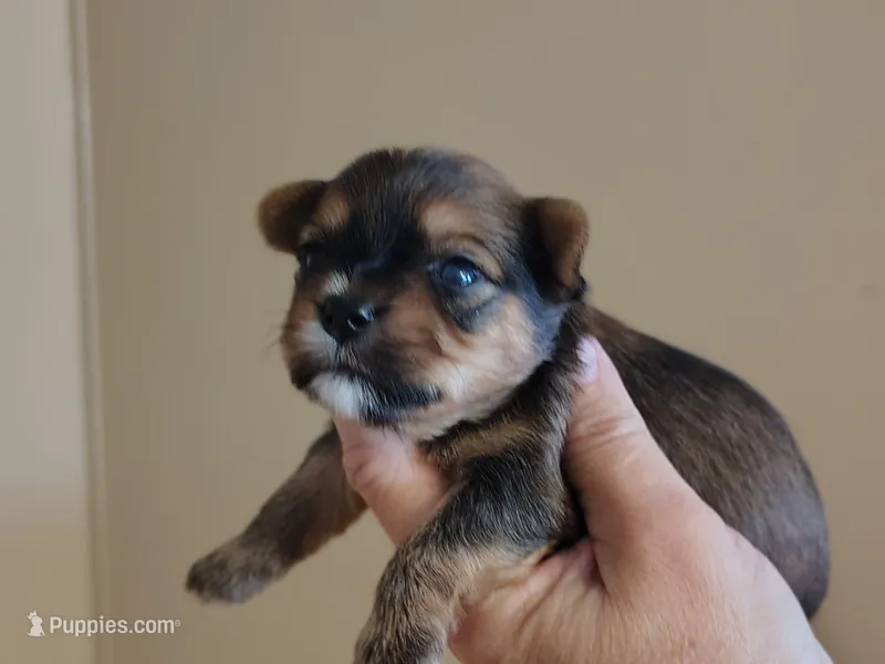 Kayden  – Yorkshire Terrier puppy for sale in Lincolnton, NC