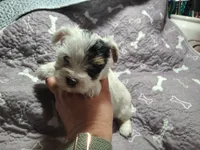 Anna , a female Yorkshire Terrier for sale in Lincolnton, NC – 5 of 5