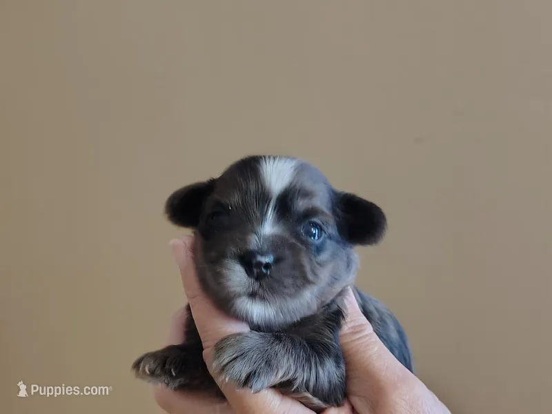 Camden  – Yorkshire Terrier puppy for sale in Lincolnton, NC