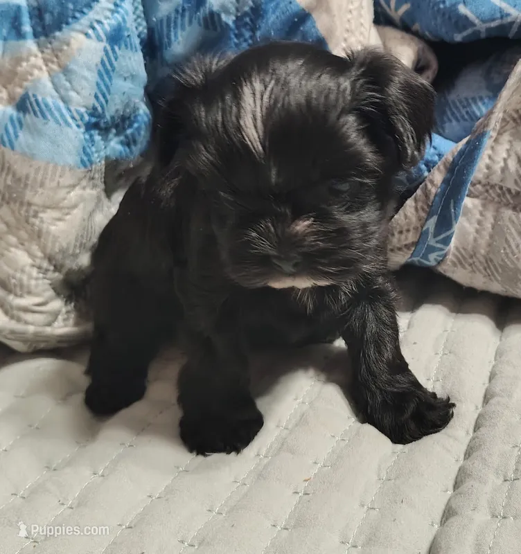 Raven  – Yorkshire Terrier puppy for sale in Lincolnton, NC
