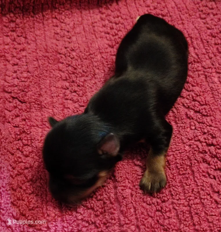 Cameron  – Yorkshire Terrier puppy for sale in Lincolnton, NC