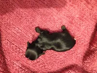 Raven , a female Yorkshire Terrier for sale in Lincolnton, NC – 2 of 3
