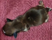 Cooper , a male Yorkshire Terrier for sale in Lincolnton, NC – 3 of 3