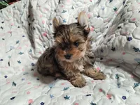 Coco, a female Yorkshire Terrier for sale in Lincolnton, NC – Photo 1 of 3