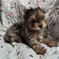 Coco, a female Yorkshire Terrier for sale in Lincolnton, NC – Photo 2 of 3