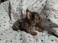 Coco, a female Yorkshire Terrier for sale in Lincolnton, NC – Photo 3 of 3