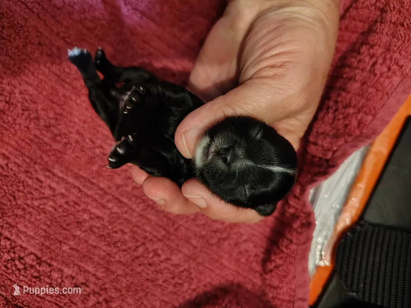 Raven  – Yorkshire Terrier puppy for sale in Lincolnton, NC
