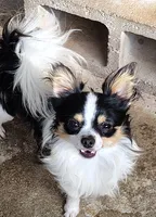 Bentley, a male Chihuahua for sale in Lincolnton, NC – Photo 1 of 2