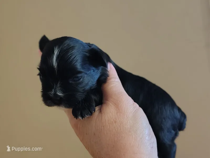 Raven  – Yorkshire Terrier puppy for sale in Lincolnton, NC