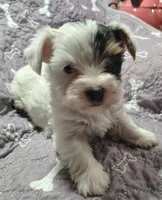 Anna , a female Yorkshire Terrier for sale in Lincolnton, NC – 3 of 5