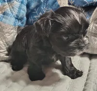 Raven , a female Yorkshire Terrier for sale in Lincolnton, NC – 2 of 4