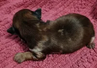 Cooper , a male Yorkshire Terrier for sale in Lincolnton, NC – 2 of 3