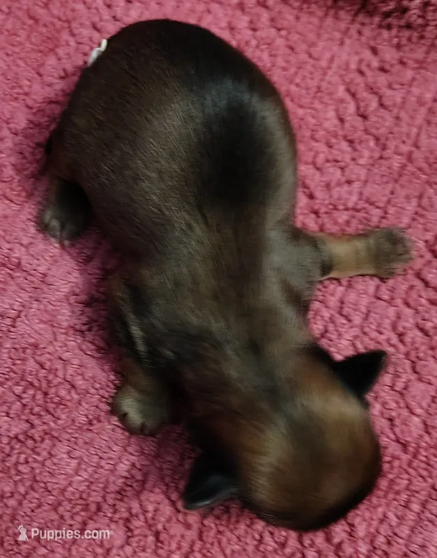 Kayden  – Yorkshire Terrier puppy for sale in Lincolnton, NC