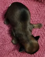 Kayden , a male Yorkshire Terrier for sale in Lincolnton, NC – 1 of 2