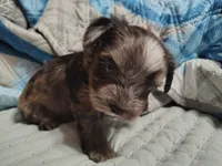 Camden , a male Yorkshire Terrier for sale in Lincolnton, NC – 3 of 4