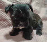 Jazzy , a female Yorkshire Terrier for sale in Lincolnton, NC – Photo 1 of 4