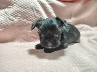 Jazzy , a female Yorkshire Terrier for sale in Lincolnton, NC – Photo 3 of 4