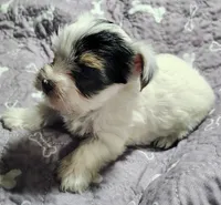 Anna , a female Yorkshire Terrier for sale in Lincolnton, NC – 4 of 5