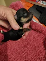 Cameron , a male Yorkshire Terrier for sale in Lincolnton, NC – 2 of 3