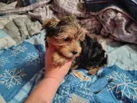 Poo Bear , a male Yorkshire Terrier for sale in Lincolnton, NC – Photo 3 of 5