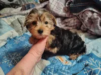 Poo Bear , a male Yorkshire Terrier for sale in Lincolnton, NC – Photo 4 of 5