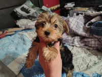 Poo Bear , a male Yorkshire Terrier for sale in Lincolnton, NC – Photo 2 of 5