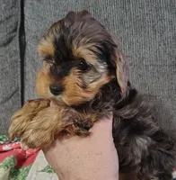 Mike, a male Yorkshire Terrier for sale in Lincolnton, NC – Photo 2 of 3