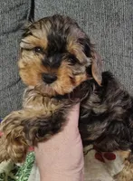Mike, a male Yorkshire Terrier for sale in Lincolnton, NC – Photo 3 of 3