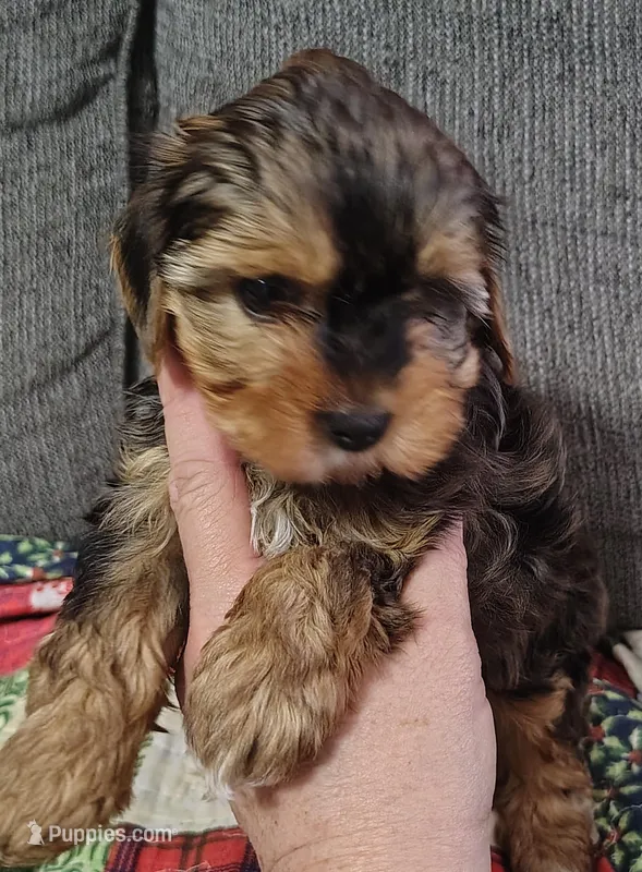 Mike – Yorkshire Terrier puppy on hold in Lincolnton, NC