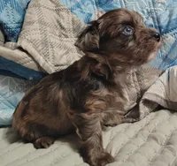 Camden , a male Yorkshire Terrier for sale in Lincolnton, NC – 2 of 4
