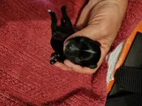 Raven , a female Yorkshire Terrier for sale in Lincolnton, NC – 3 of 3