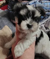 Daisy , a female Yorkshire Terrier for sale in Lincolnton, NC – Photo 3 of 4