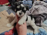 Daisy , a female Yorkshire Terrier for sale in Lincolnton, NC – Photo 4 of 4