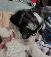 Daisy , a female Yorkshire Terrier for sale in Lincolnton, NC – Photo 2 of 4