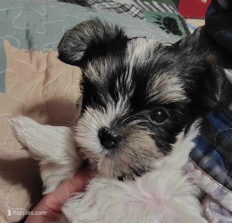 Daisy , a female Yorkshire Terrier for sale in Lincolnton, NC – Photo 1 of 4