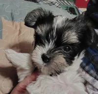 Daisy , a female Yorkshire Terrier for sale in Lincolnton, NC – Photo 1 of 4