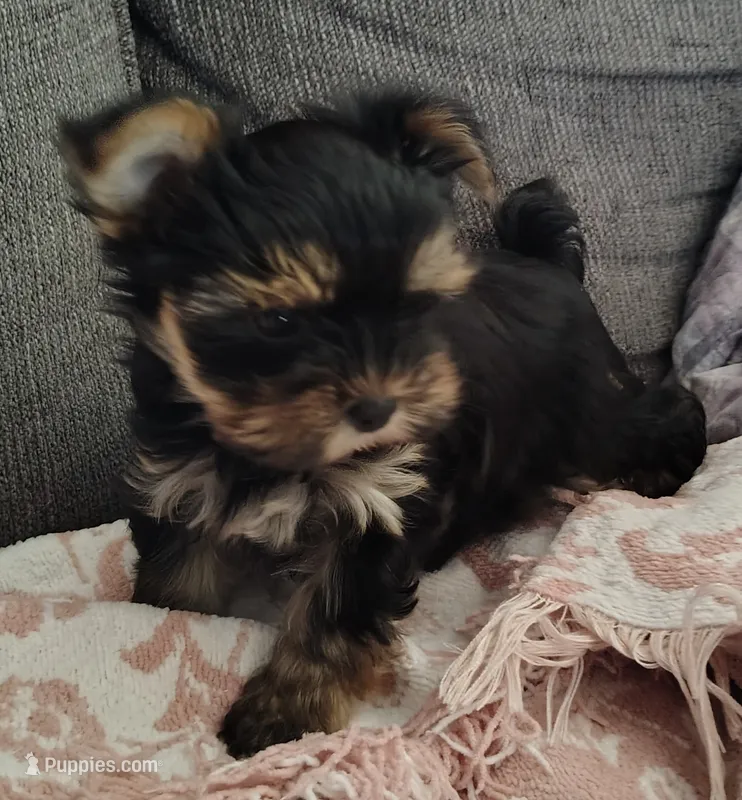 Disco – Yorkshire Terrier puppy for sale in Lincolnton, NC