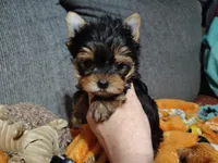 Gidgett , a female Yorkshire Terrier for sale in Lincolnton, NC – Photo 6 of 6