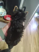 Gidgett , a female Yorkshire Terrier for sale in Lincolnton, NC – Photo 3 of 6