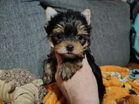 Gidgett , a female Yorkshire Terrier for sale in Lincolnton, NC – Photo 4 of 6