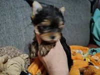 Gidgett , a female Yorkshire Terrier for sale in Lincolnton, NC – Photo 5 of 6