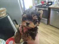 Gidgett , a female Yorkshire Terrier for sale in Lincolnton, NC – Photo 2 of 6
